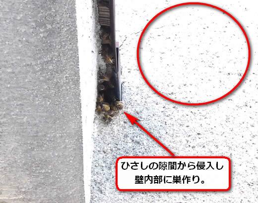 ミツバチの巣注意点壁内部